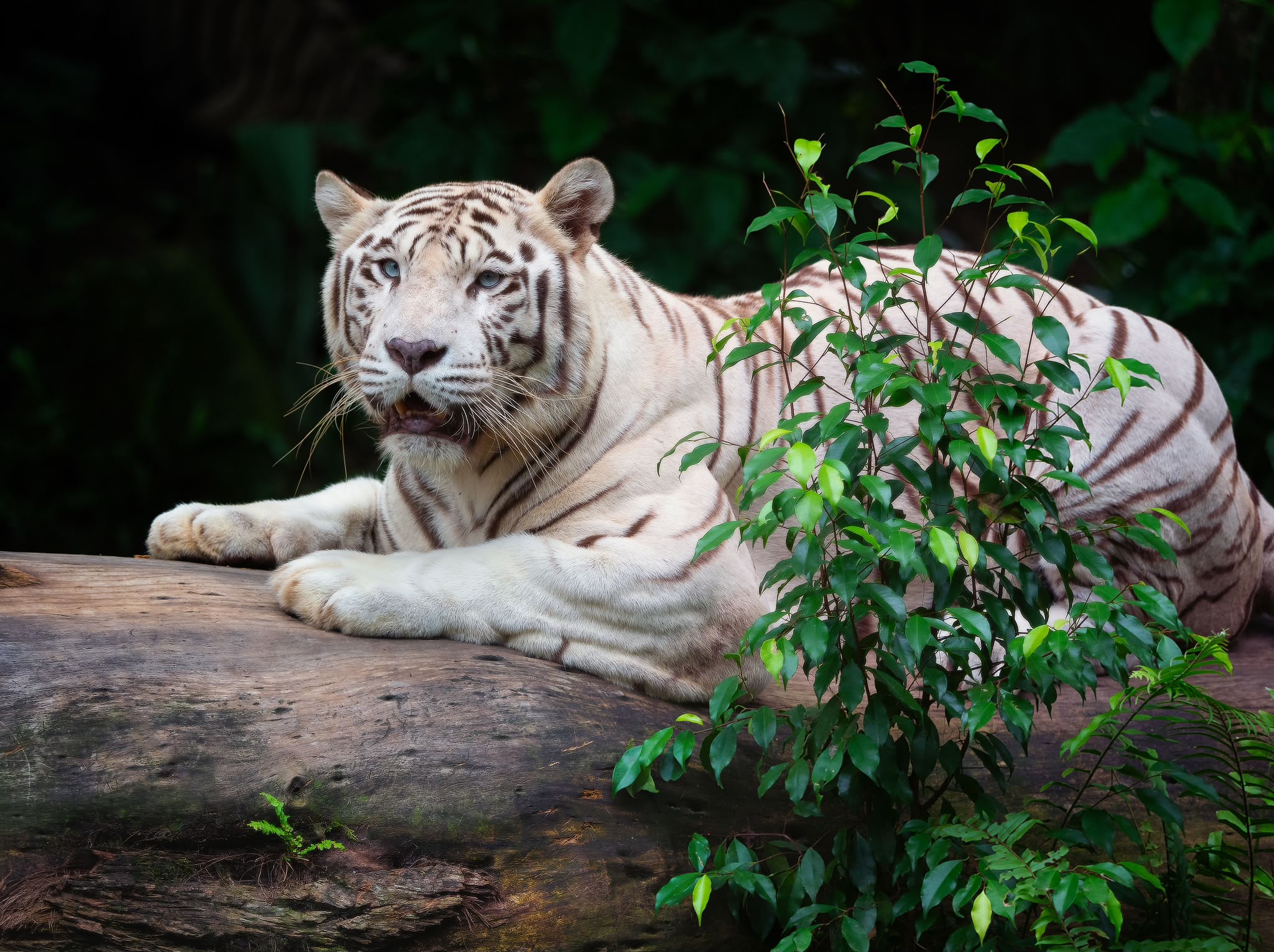 Singapore Zoo, Singapore