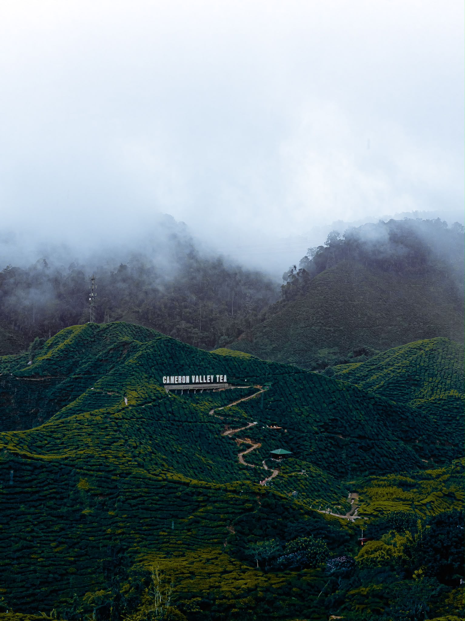 Cameron Highlands, Malaysia