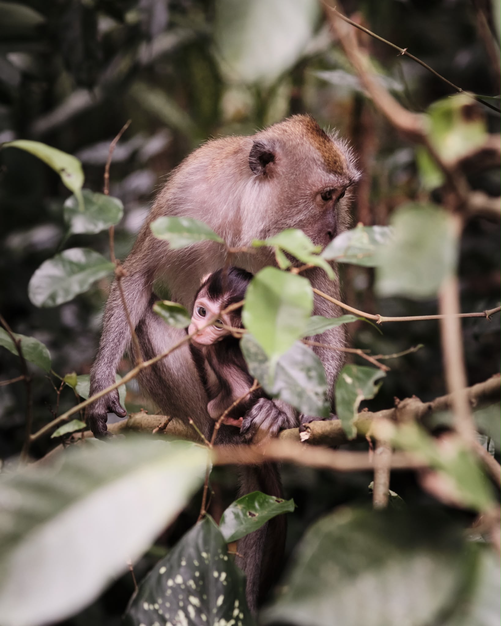 Sabah, Borneo, Malaysia
